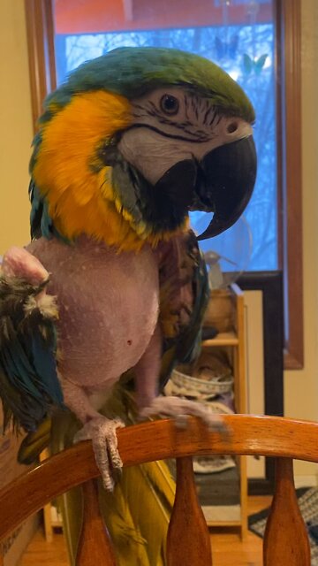 morning with our bird