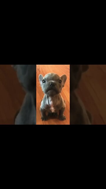 He's a little munchkin 👽🥰 #shorts #shortsfeed #clips #shortvideo