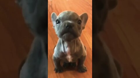 He's a little munchkin 👽🥰 #shorts #shortsfeed #clips #shortvideo