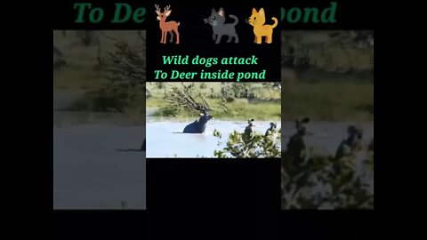 Wild dogs attack to Deer inside pond 2022 || #youtubeshorts #shorts #shortvideo
