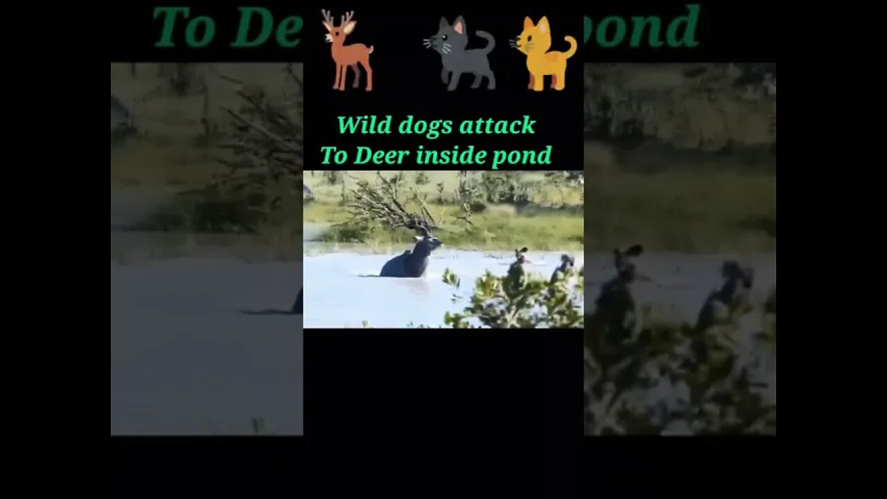 Wild dogs attack to Deer inside pond 2022 || #youtubeshorts #shorts #shortvideo