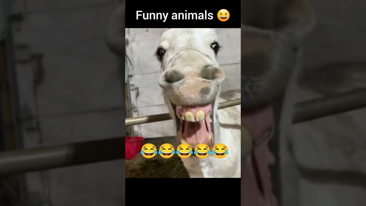 Hilarious Animal Moments! 🐶😂 | #funnyanimals #compilation #pets