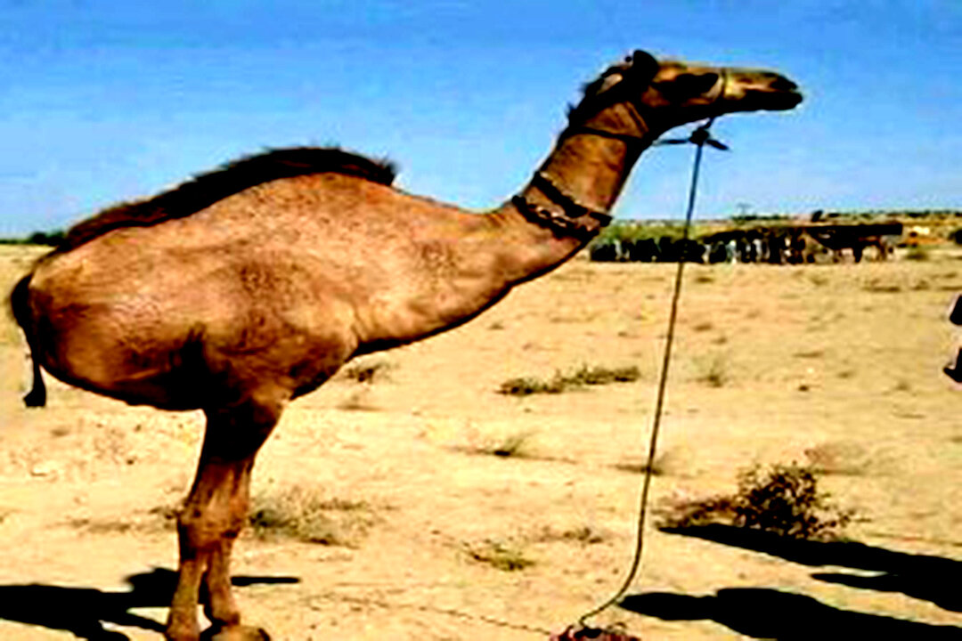 Camel's Hydration Secret Unveiled: Understanding Why They Store Six Liters of Water for Survival