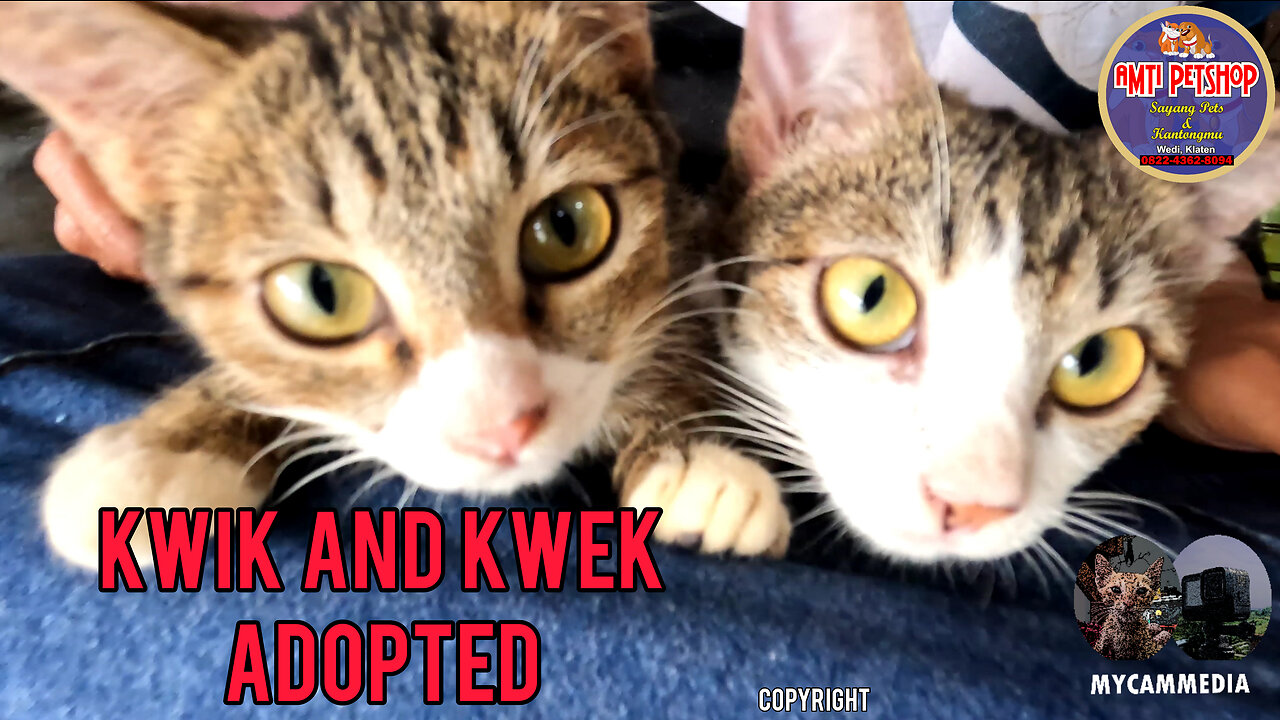 Rescue Kittens Kwik and Kwek adopted today!