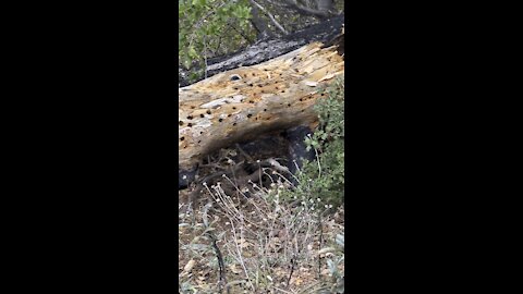 Hundreds of Woodpecker Holes