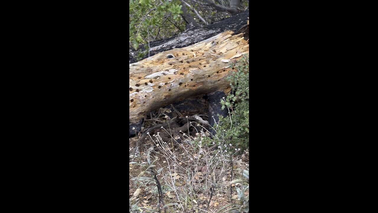 Hundreds of Woodpecker Holes