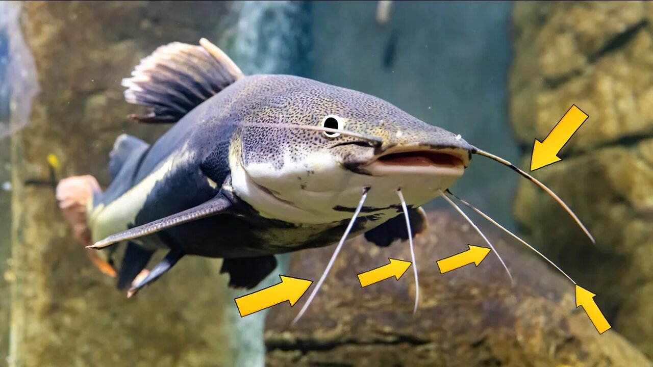 Catfish whiskers aren't made of hair!