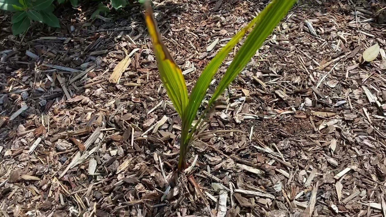 Jubaea seedling growing out winter damage