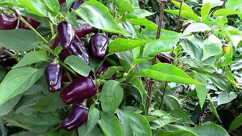 2 Peppers on One Plant, and Some of the Peppers We Have Grown