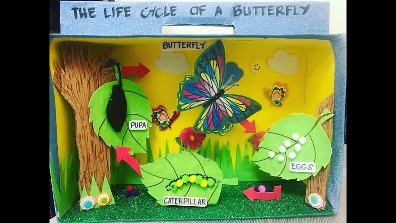 Lifecycle of a caterpillar