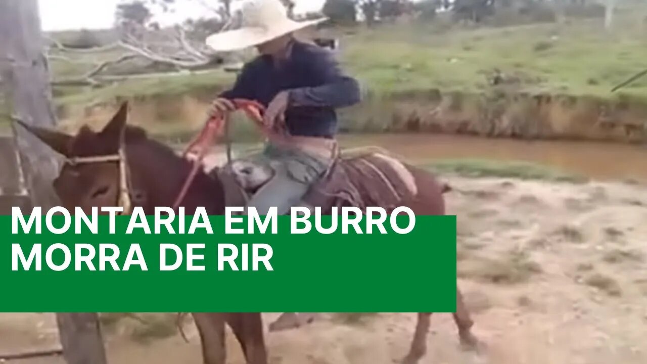 Videos Engraçados - Montaria em Burro E MULA XUCRA