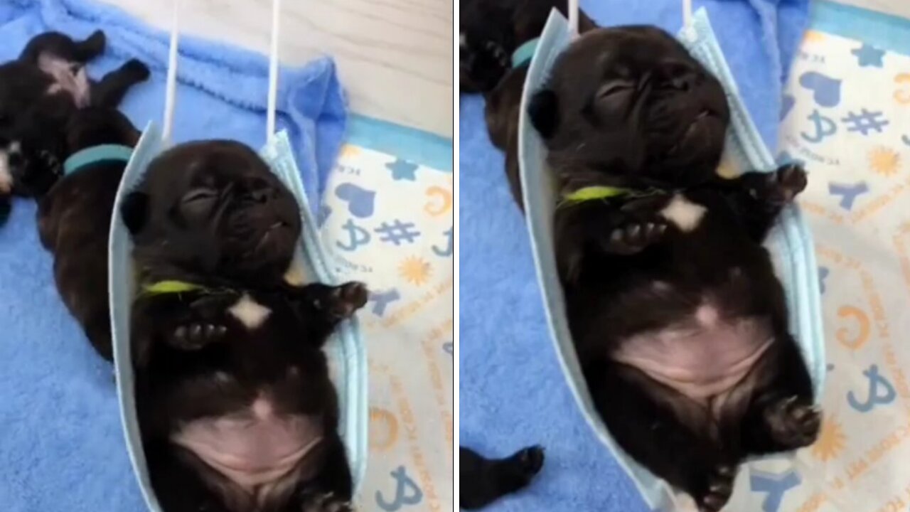 A sweet little puppy is hanging on top of a Max. swinging and sleeping on the floor|