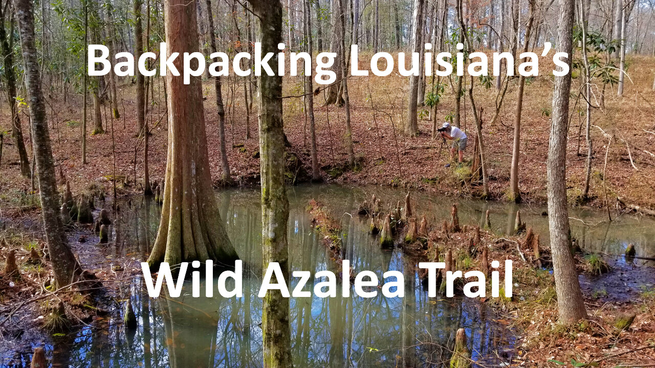 Backpacking Louisiana's Wild Azalea Trail