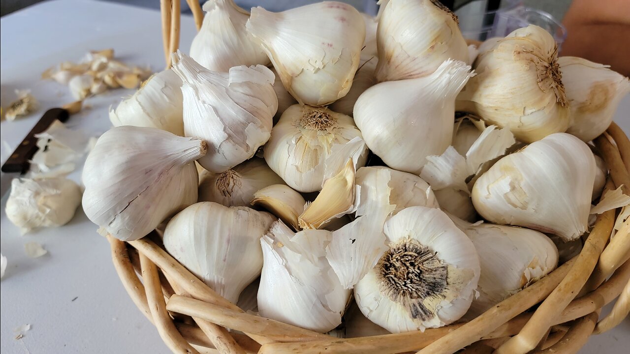 PROCESSING OUR GARLIC | ONE WAY WE ARE PRESERVING GARLIC THIS YEAR