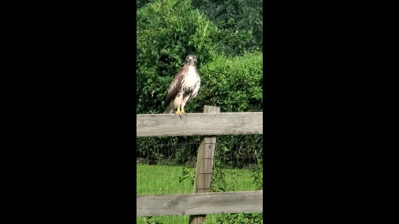 Hawk in the fence