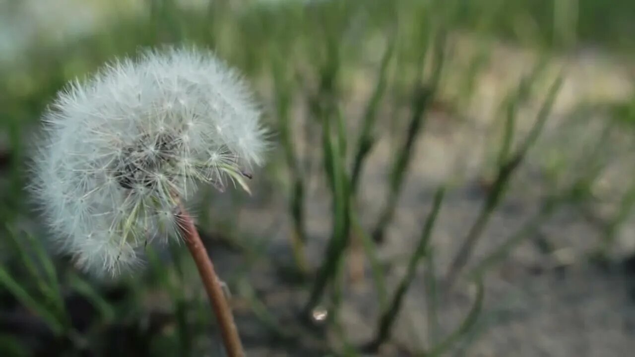 Beachfront B Roll Dandelion Royalty Free Stock Footage