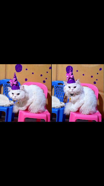 “Elegant Look“ kitten is Ready For New Year 2021 Party Who Else Like To Join her??