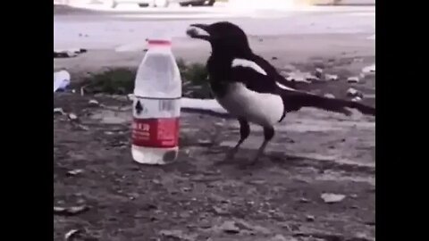 Bird doesn't reach water, it throws stones in bottle till water level rises and it can drink water.