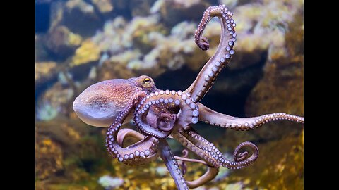 How do octopuses live their lives?