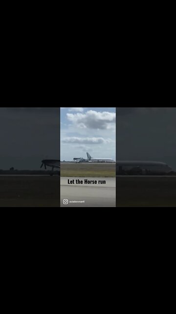 Mustang running wild