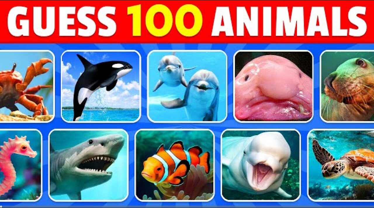 Guess the 100 sea animals in 3 seconds easy , medium, hard