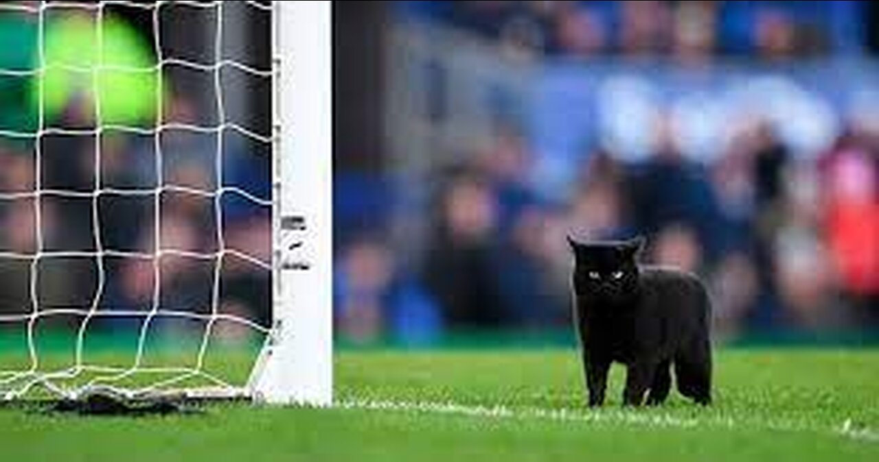 OMG Black Cat Scores A GOAL