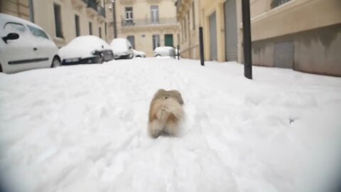 pekingese running on a snowy road view from back slow motion Montpellier France