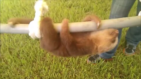 Baby sloth funny moments