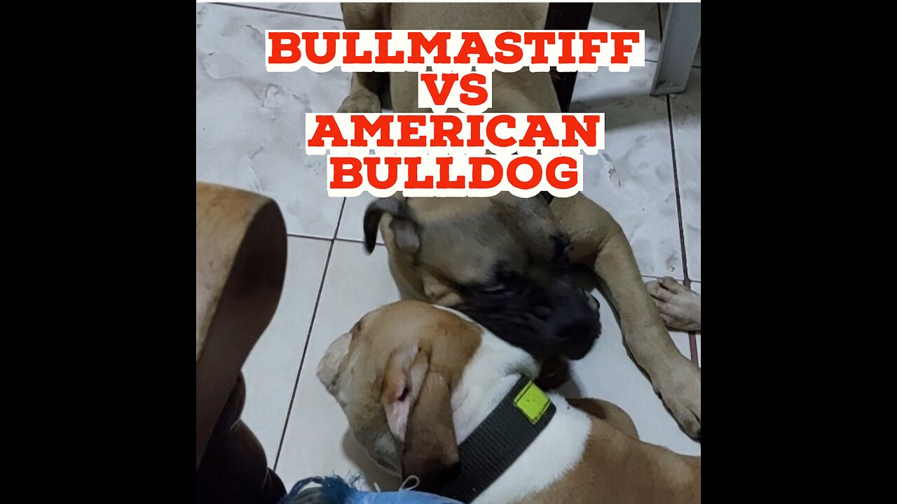 Bullmastiff and American Bulldog playing