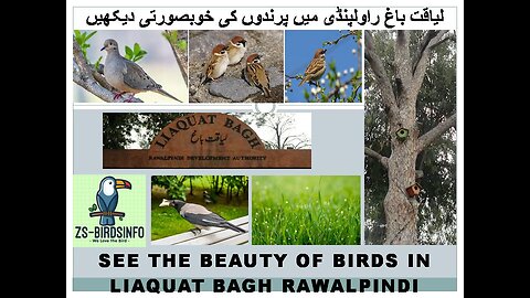 See The Beauty of Birds Laiquat Bagh Rawalpindi .لیاقت باغ راولپنڈی میں پرندوں کی خوبصورتی دیکھیں