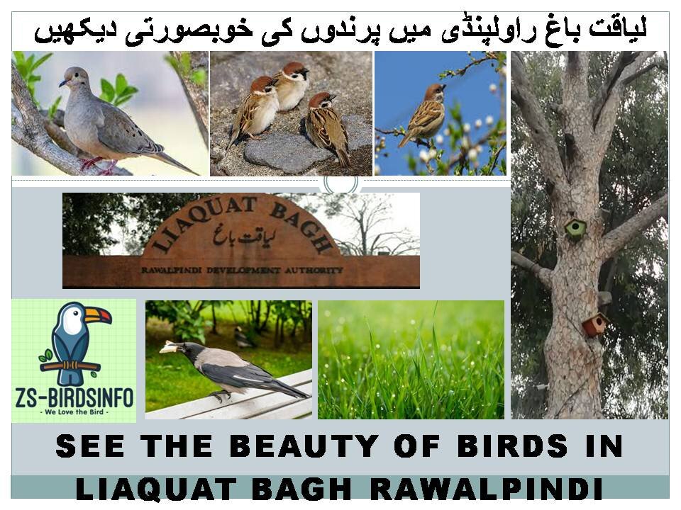 See The Beauty of Birds Laiquat Bagh Rawalpindi .لیاقت باغ راولپنڈی میں پرندوں کی خوبصورتی دیکھیں