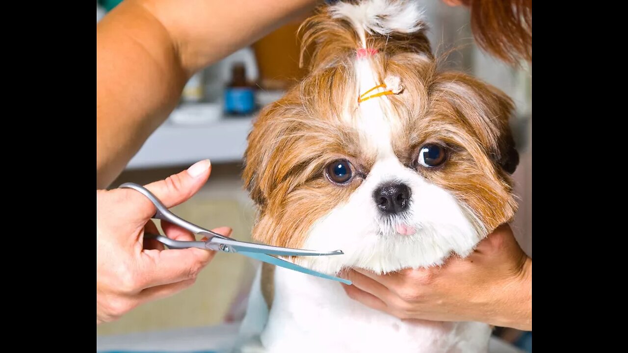 Cute puppy haircutting in 15 second 2023