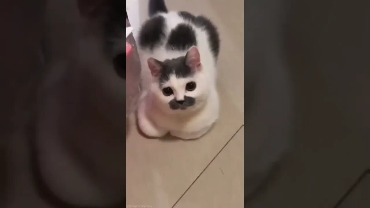 cute cat #shorts