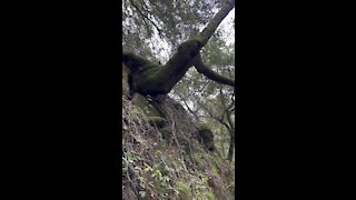 Tree sideways out of Hill