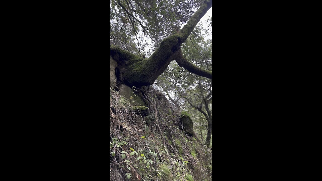 Tree sideways out of Hill