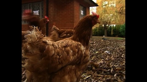 Prisoners Look After Chickens