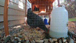 My Backyard Chickens - Episode 70