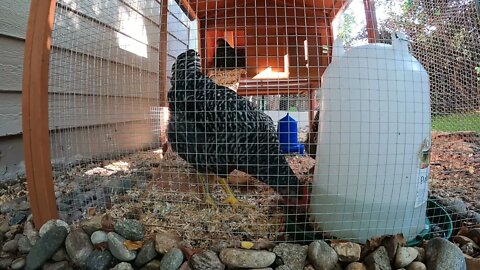 My Backyard Chickens - Episode 70
