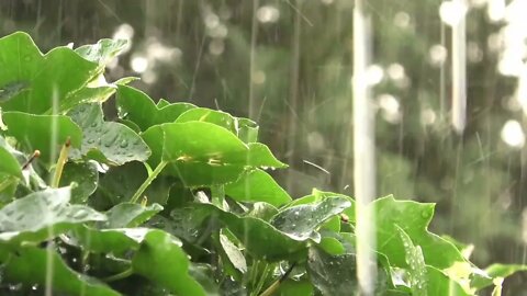 Som de Chuva para Dormir e Relaxar - 1 Hora de som Relaxante