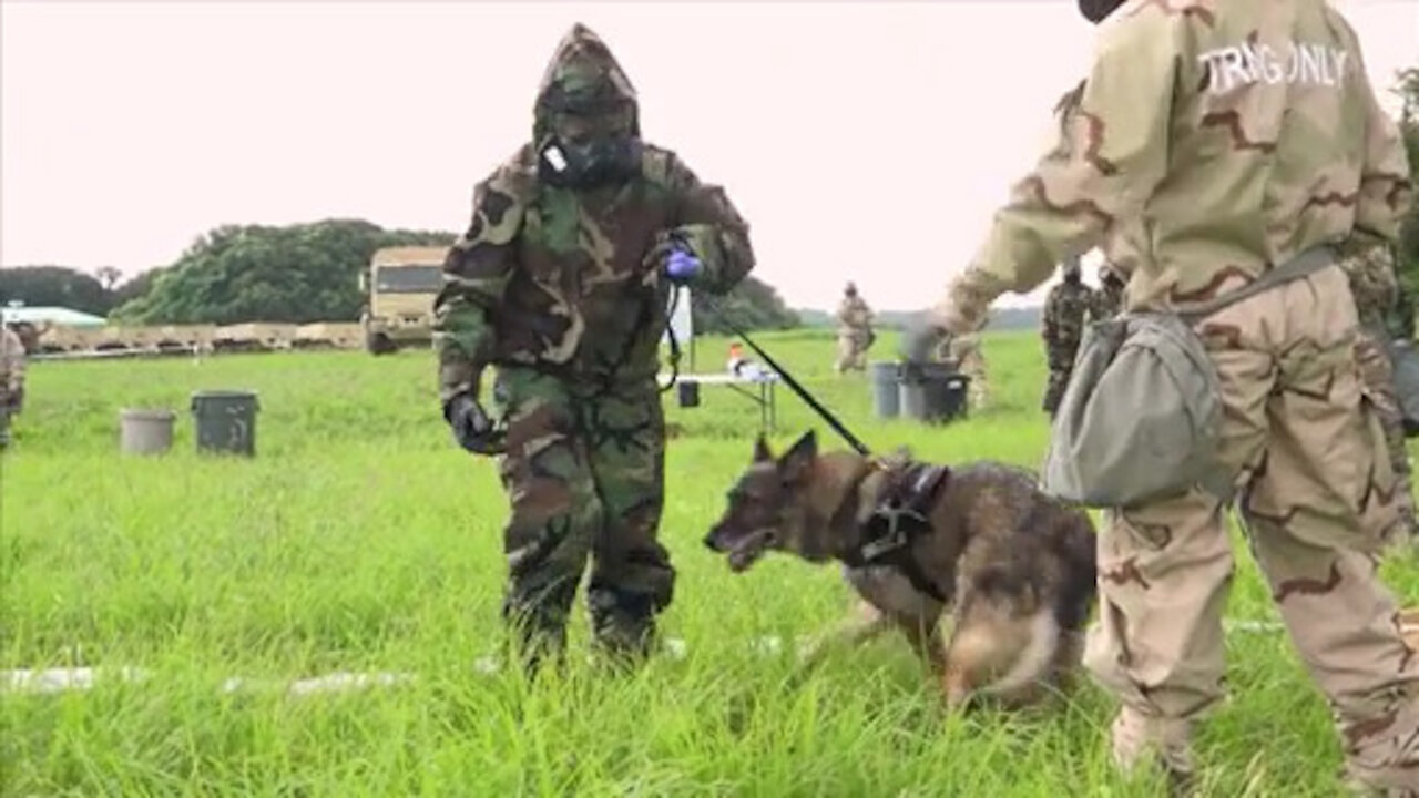 Military Working Dog CBRN Decon Training