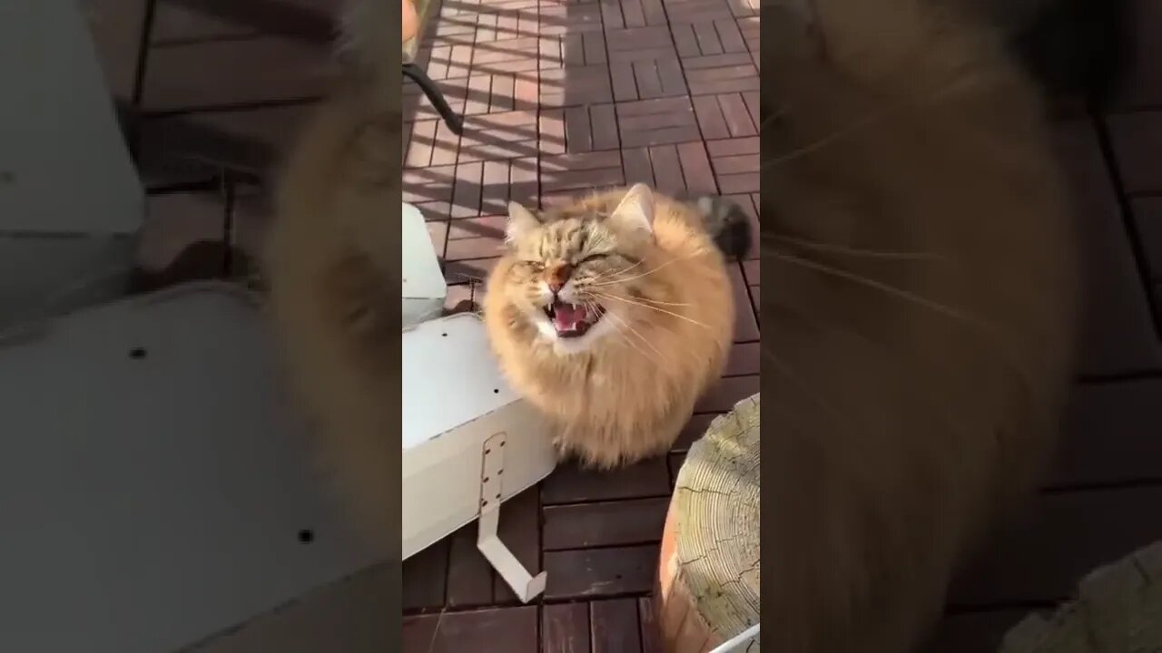 Funny Cat Here #shorts