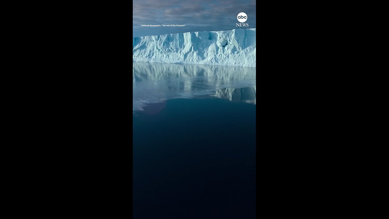 Emperor penguins chicks seen cliff diving camera for first time