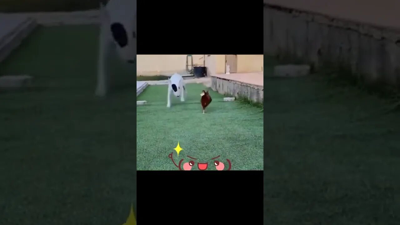 The pet dog got the cookie by the chicken