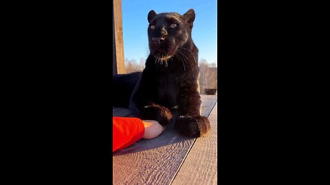 cute black panther