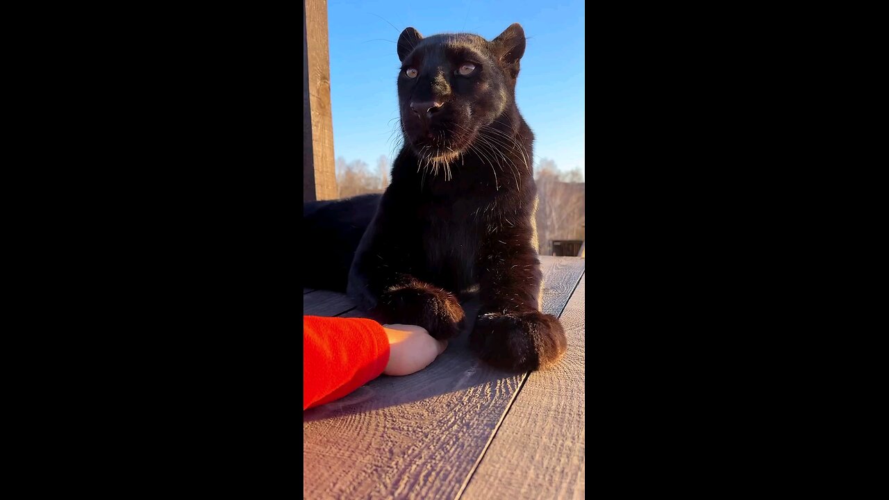 cute black panther