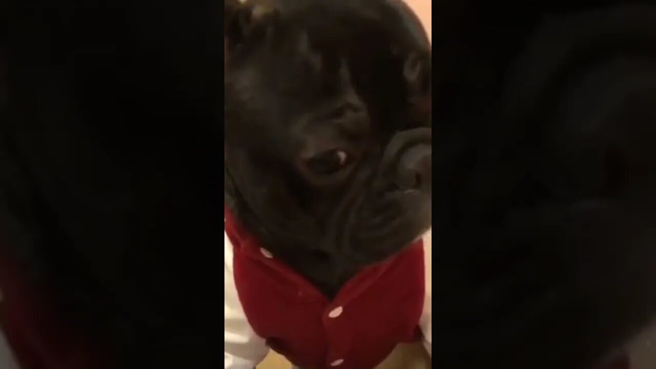 so cute funny dog's saying love you 💕💕💕💕