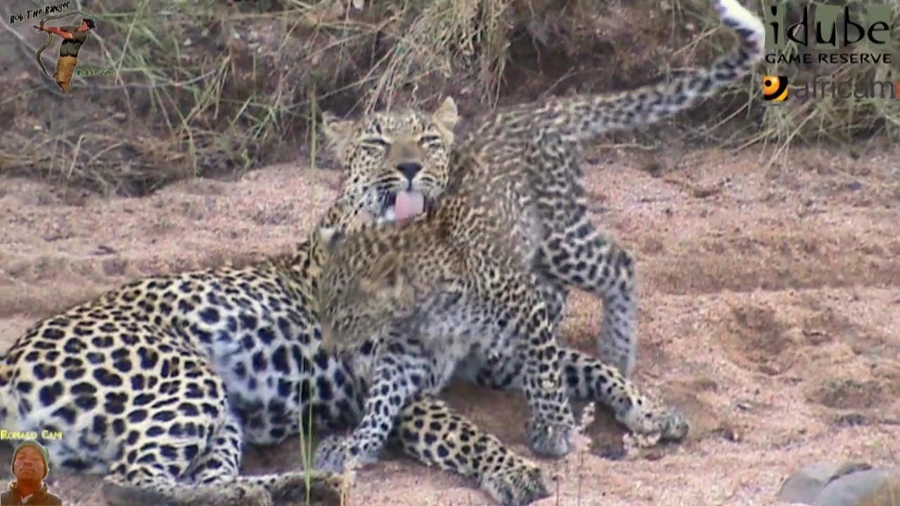 Leopard And Cub - Life Outside The Bushcamp - 16: Suckling In The Makubela Donga