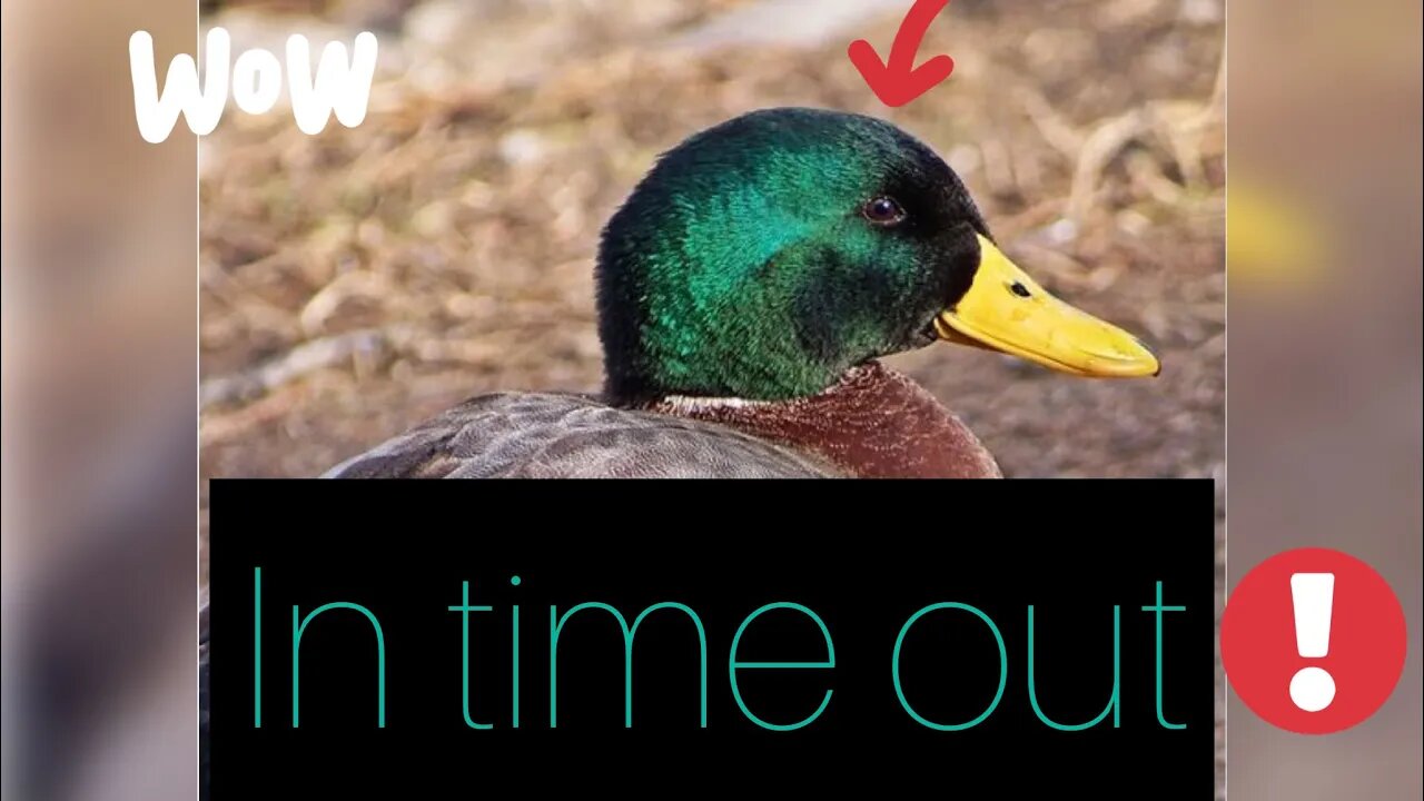 ducks in time out