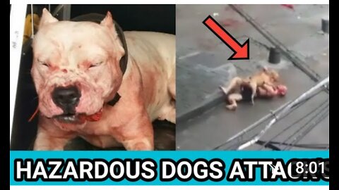 Hazardous Dogs Attacks on Street's Human and kids