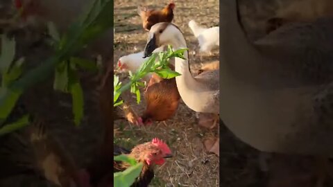 Hungry Billy, guard goose